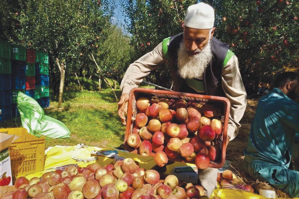 Valley's fruit industry suffered Rs 2,000 crore losses due to August disaster: KVFG