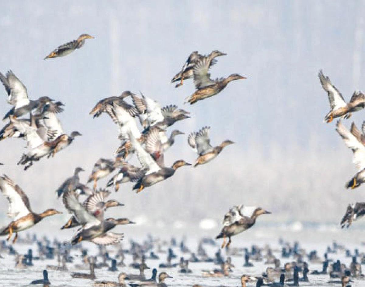 Dal, Wular lakes see large migratory bird arrivals, officials step up surveillance