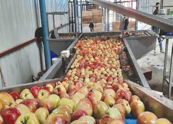 Apple demand picks up, Controlled Atmosphere storage facilities open up