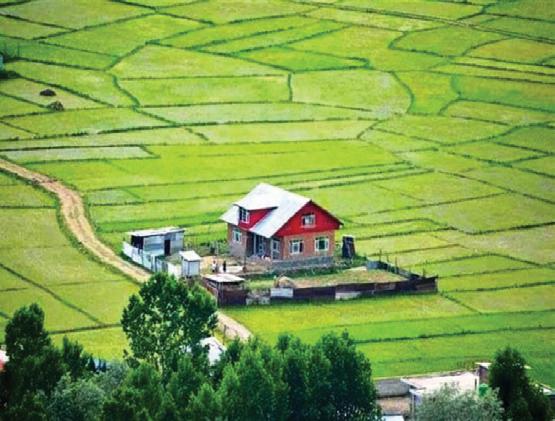 Kashmir losing fertile paddy lands to rapid orchard expansion, threatening food security