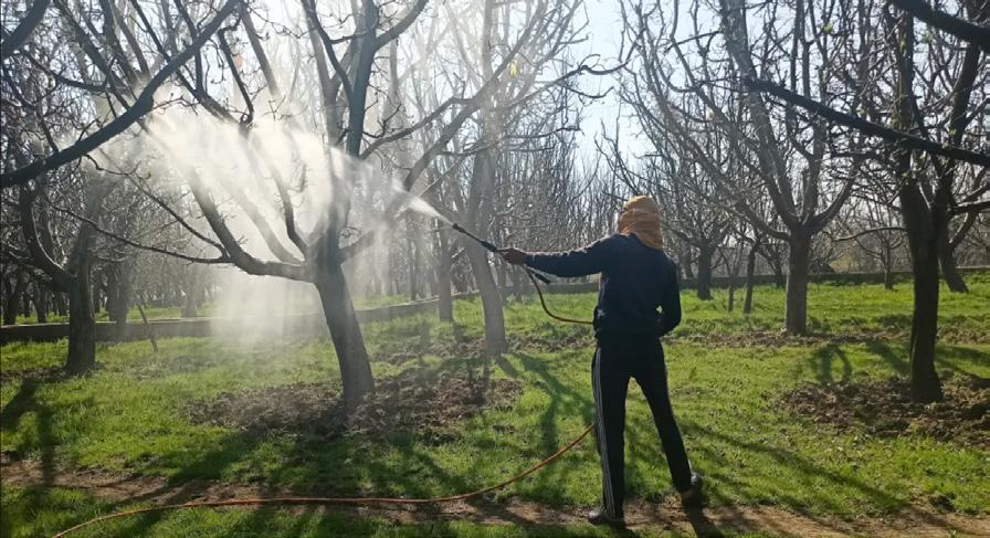Kashmir orchardists warn of rising threats from counterfeit pesticides as fruit season approaches
