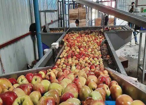 Cold storage units continue to support Kashmir apple growers despite quality concerns