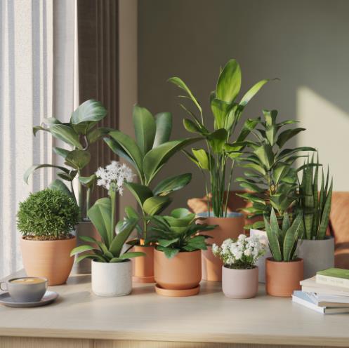 12 Indoor Air-Cleaning Plants