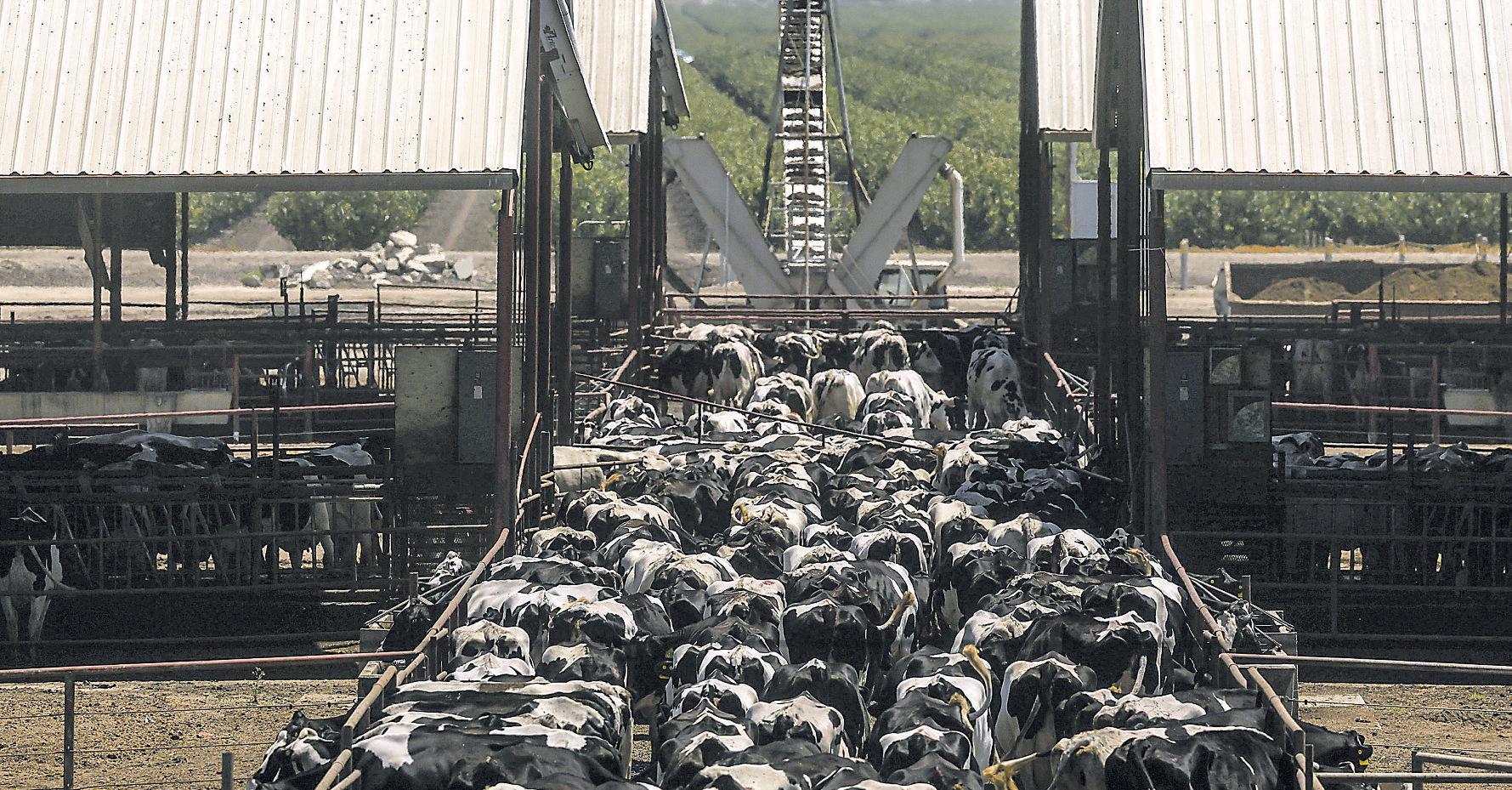 The Golden State is also the Cattle Capital.