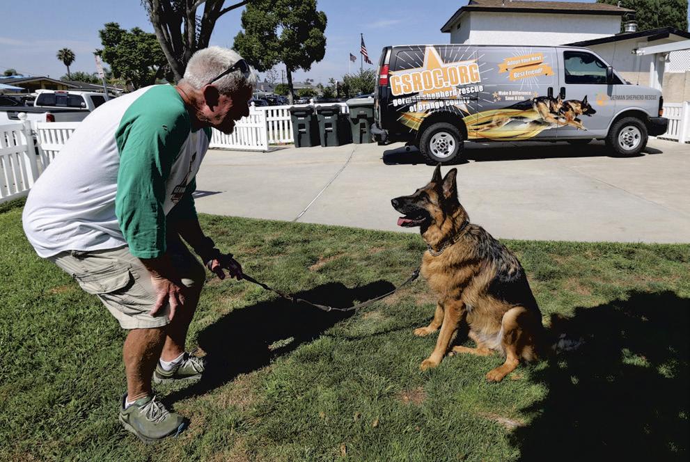 German Shepherd Rescue of O.C. in need of rescuing