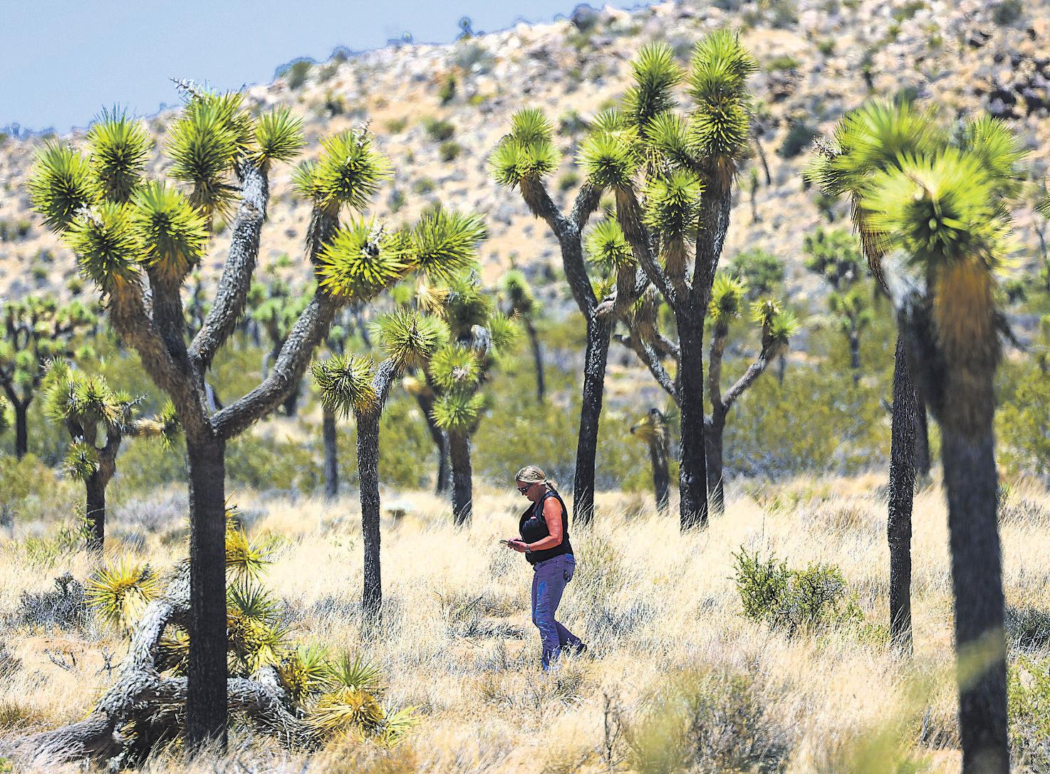 Joshua trees given special protection