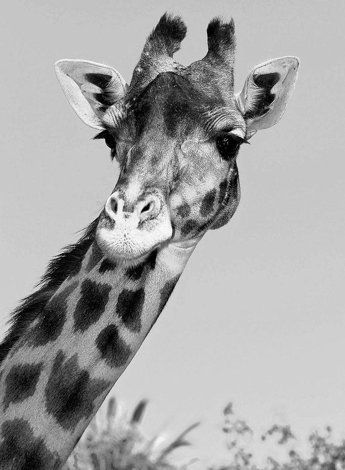 3 animals at San Diego Zoo die days apart