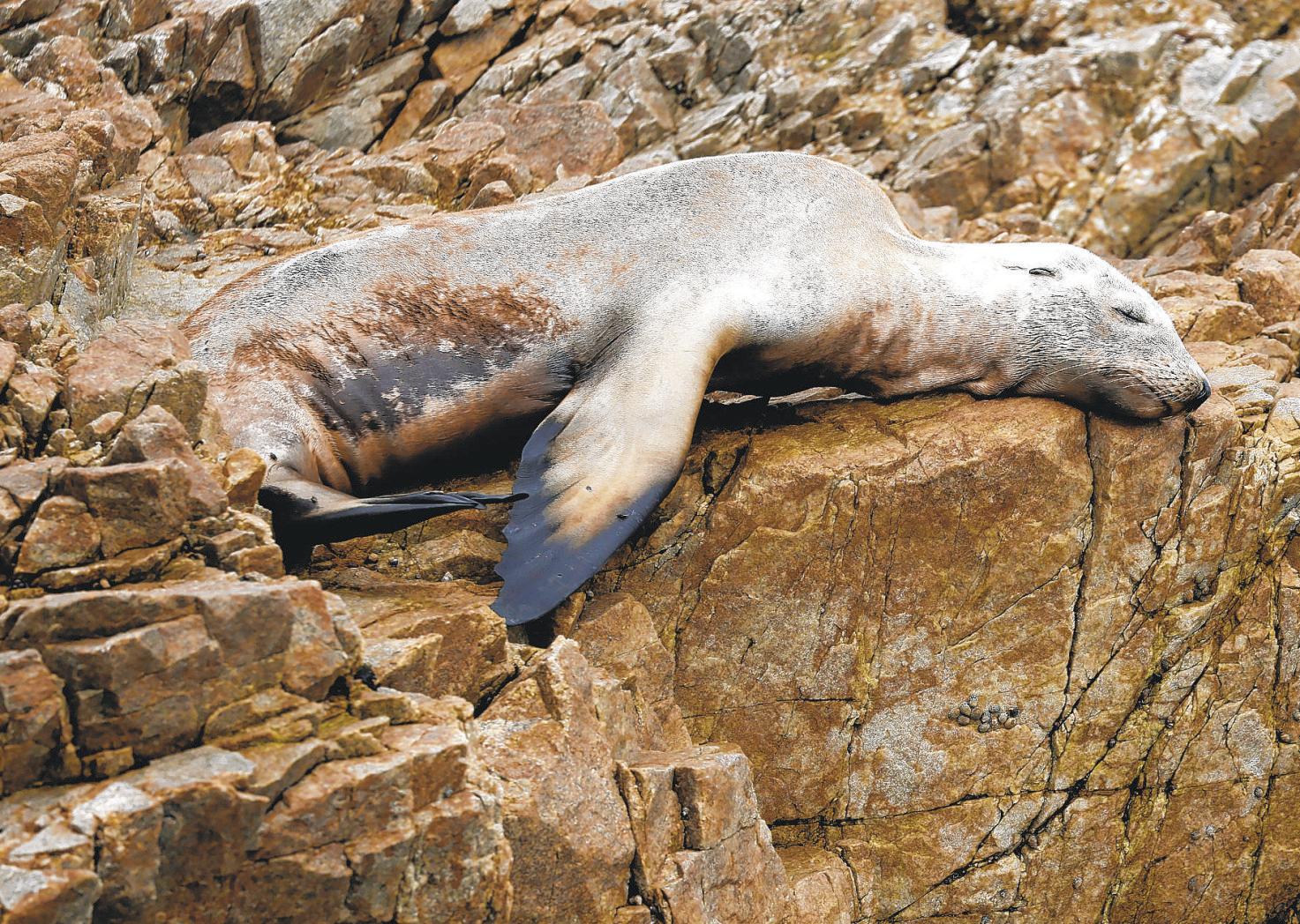 Outbreak is killing sea lions; humans and dogs at risk too