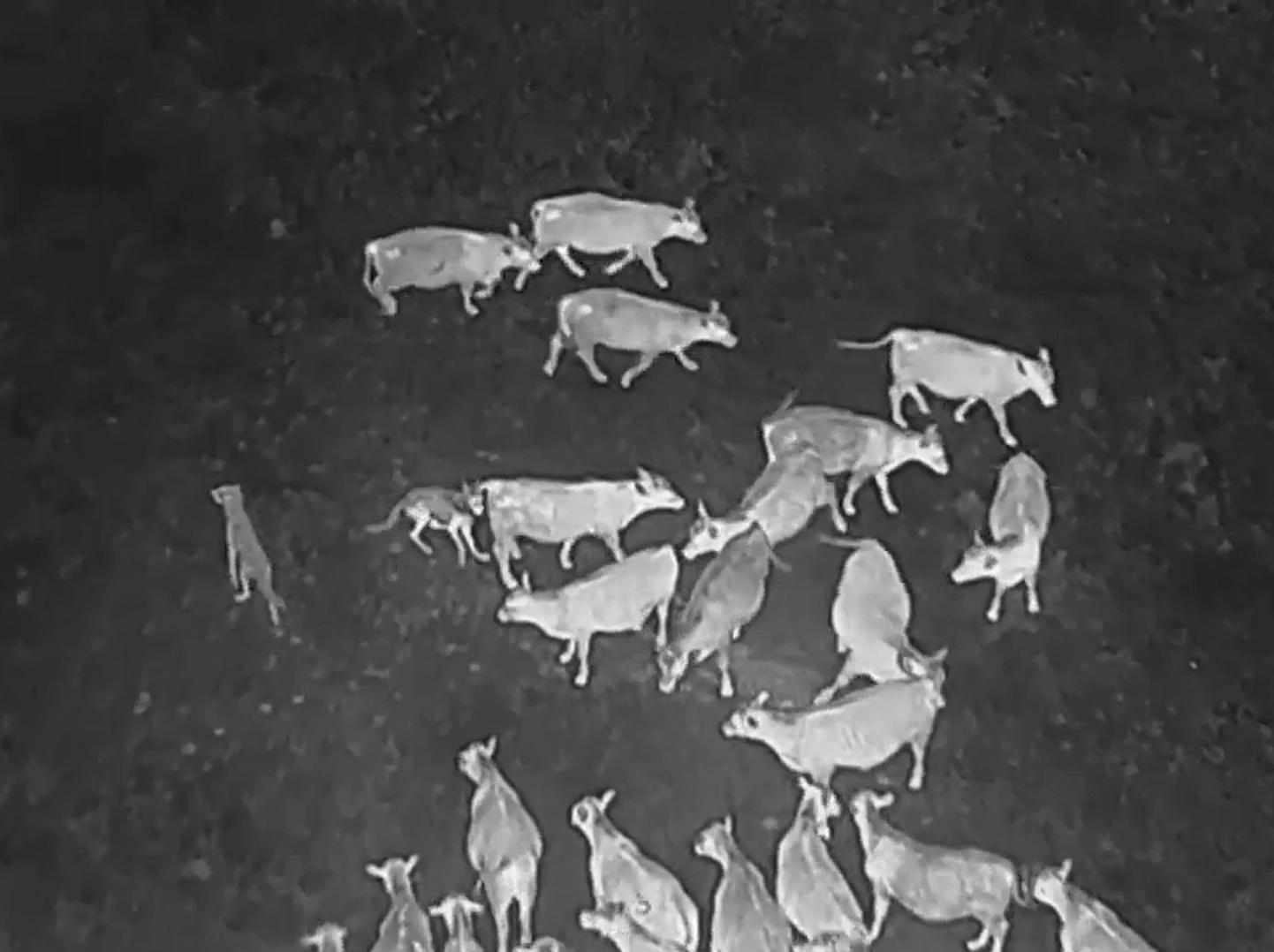 Drones sic AC/DC on wolves to safeguard livestock