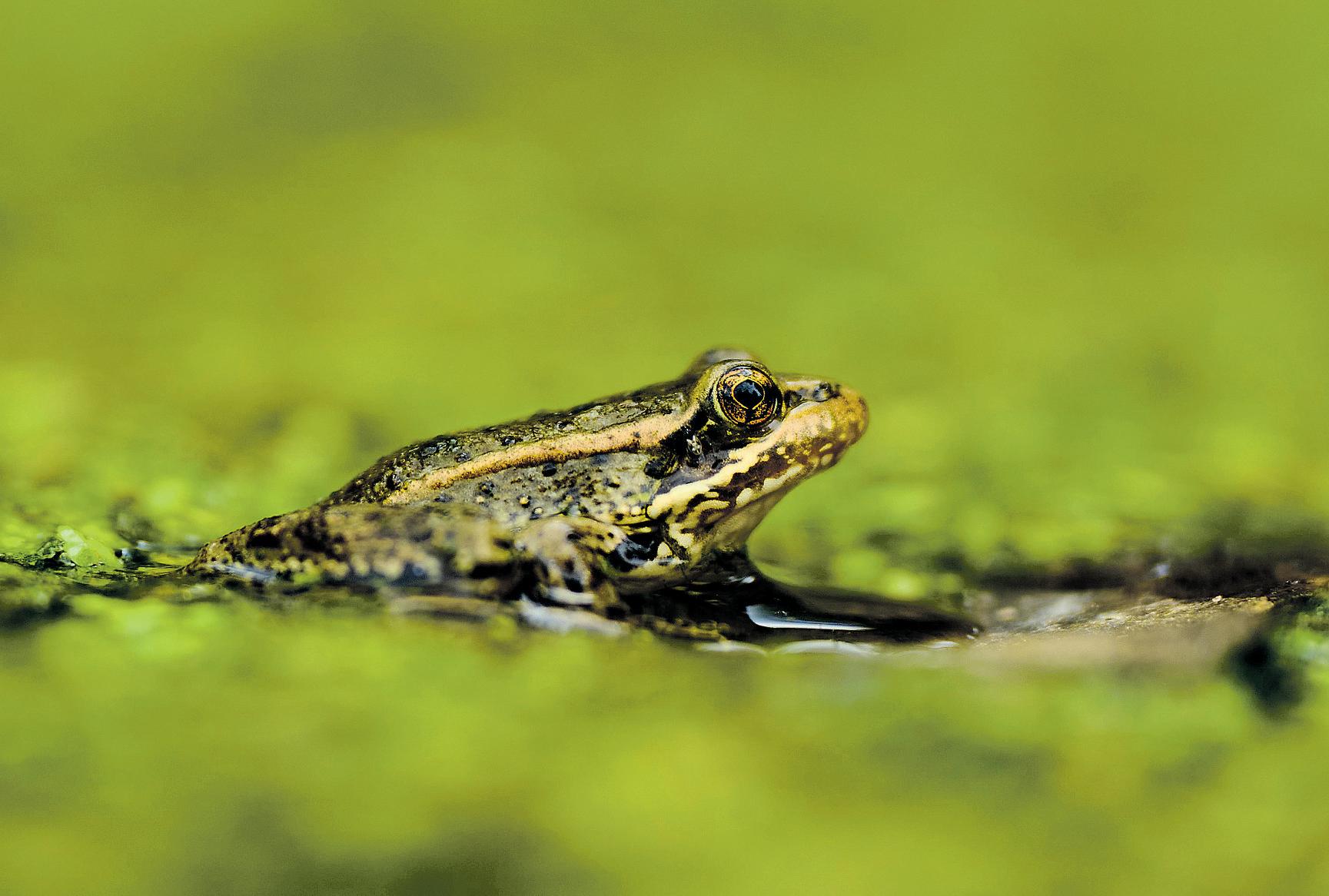 A NATIVE FROG IS HEARD AGAIN