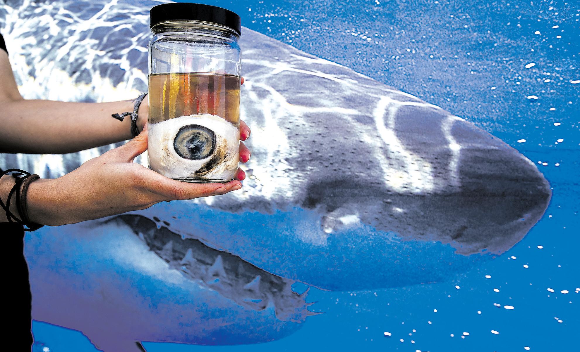 Post-‘Jaws’ makeover could do sharks an ocean of good