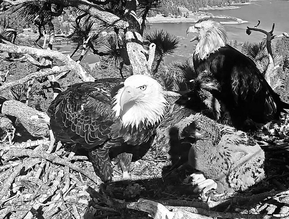 Young eagle visits a beloved Big Bear nest. Could it be Gizmo?