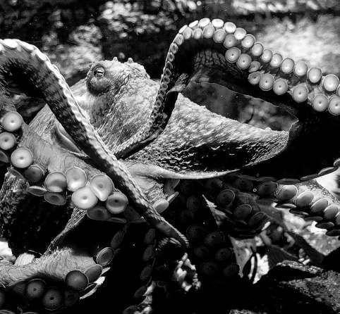 Aquarium's octopus devotes her final days to unfertilized eggs