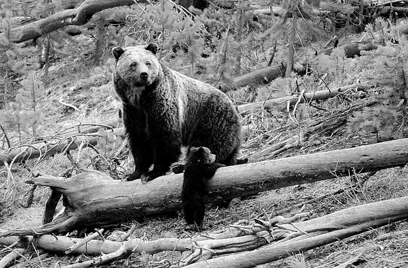 Yellowstone hiker survives encounter with a bear, possibly a grizzly