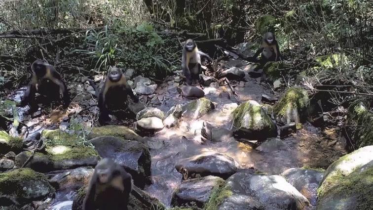 Ecological corridor expands habitat for snub-nosed monkeys in southwest China's Guizhou