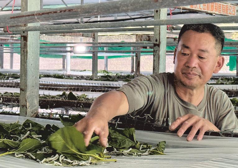 Silkworms, camellias create livelihoods from rocky soils