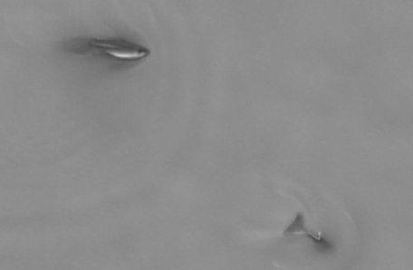 Finless porpoise population in Yangtze River sees steady growth