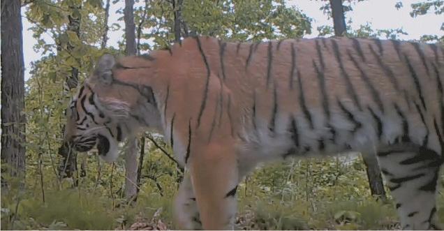 Amur tiger, leopard populations thrive thanks to conservation efforts