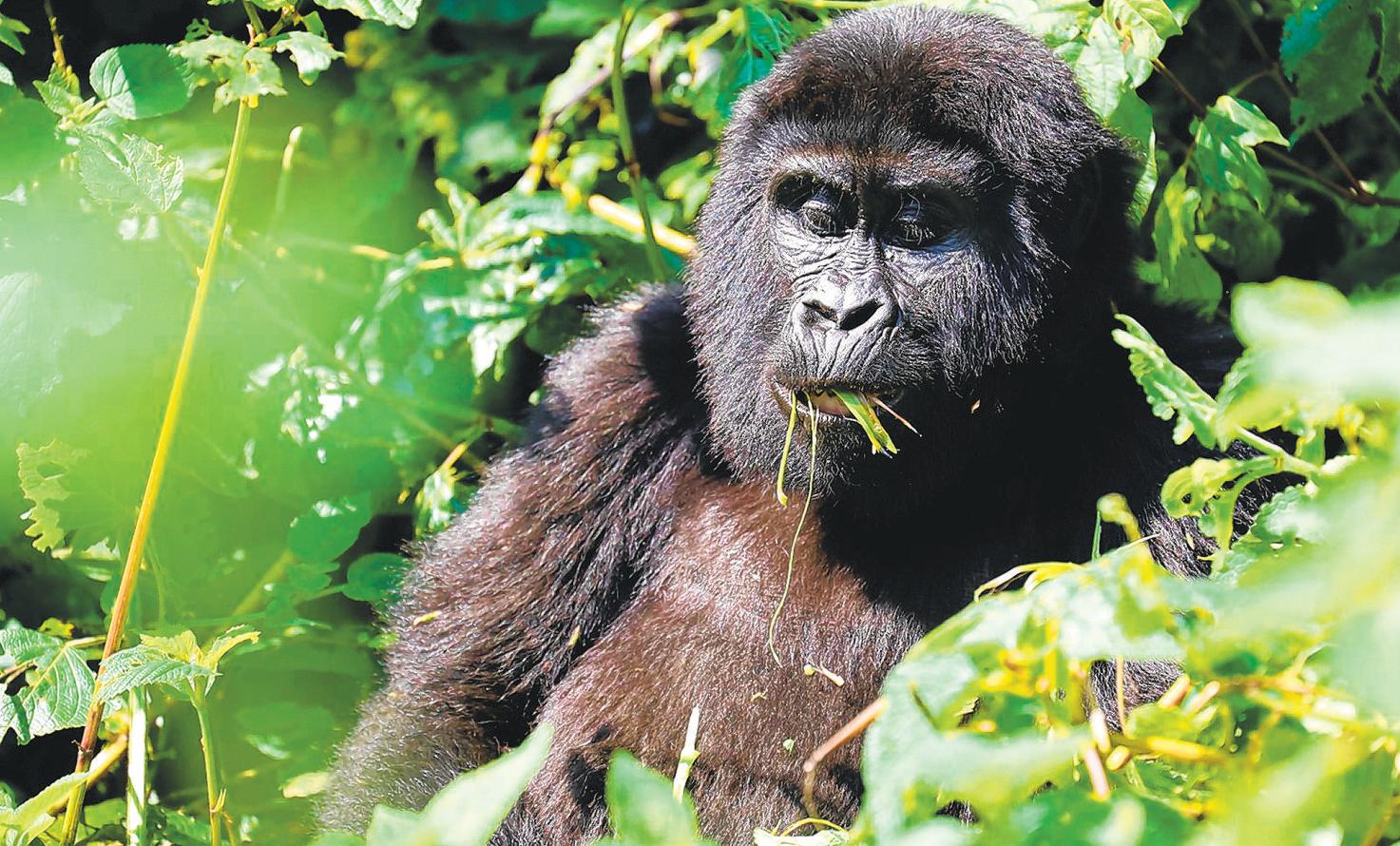 Tourism benefits Uganda mountain gorillas