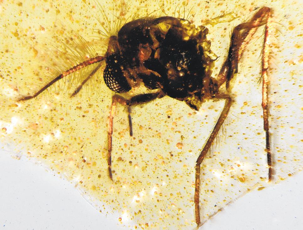 Insects in amber cast light on ancient Amazon