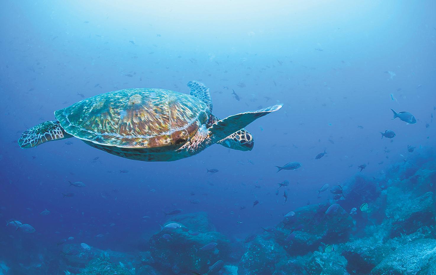 Pact seeks to protect marine life in high seas