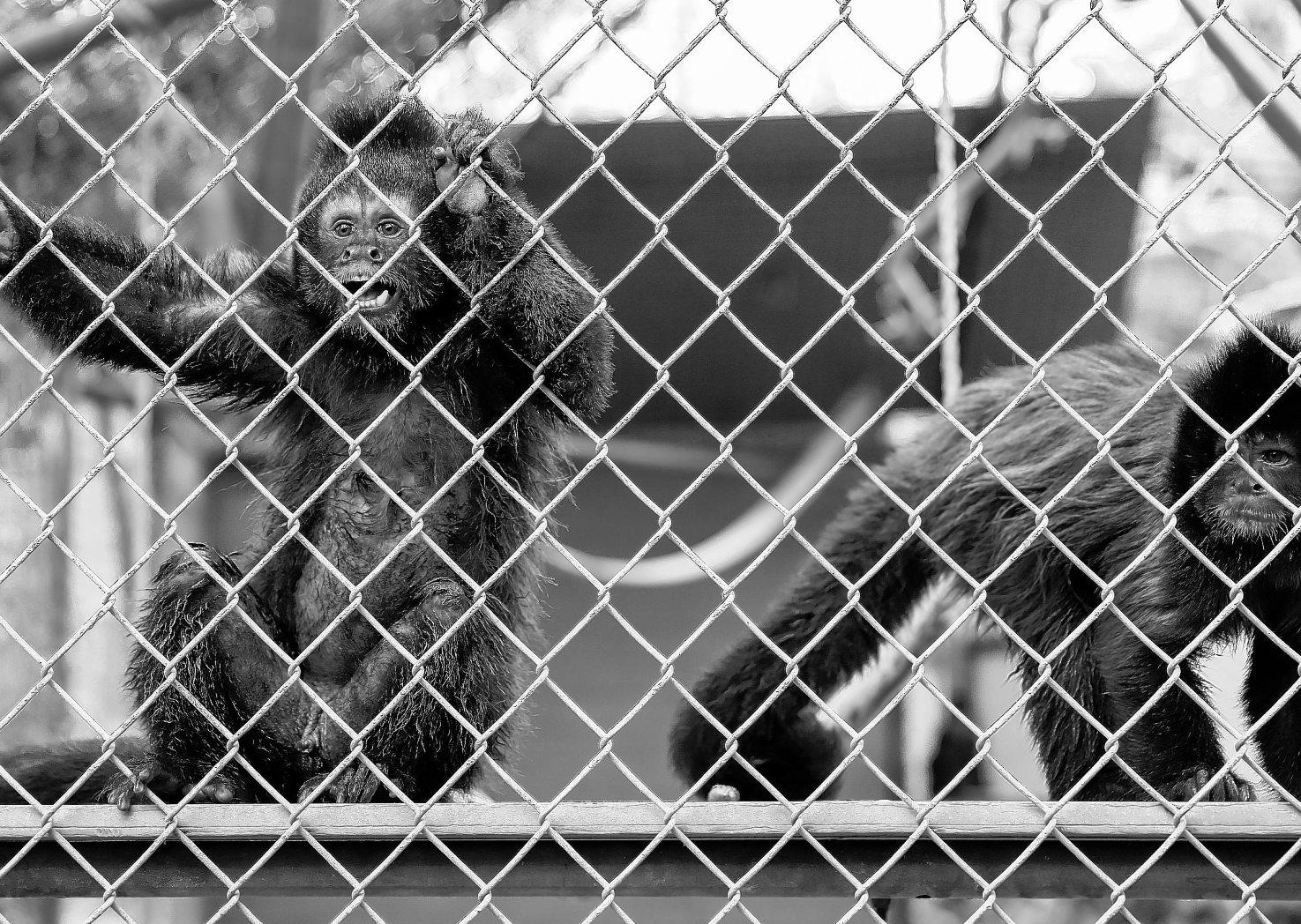 Santa Ana Zoo regains accreditation as new monkey habitats near completion