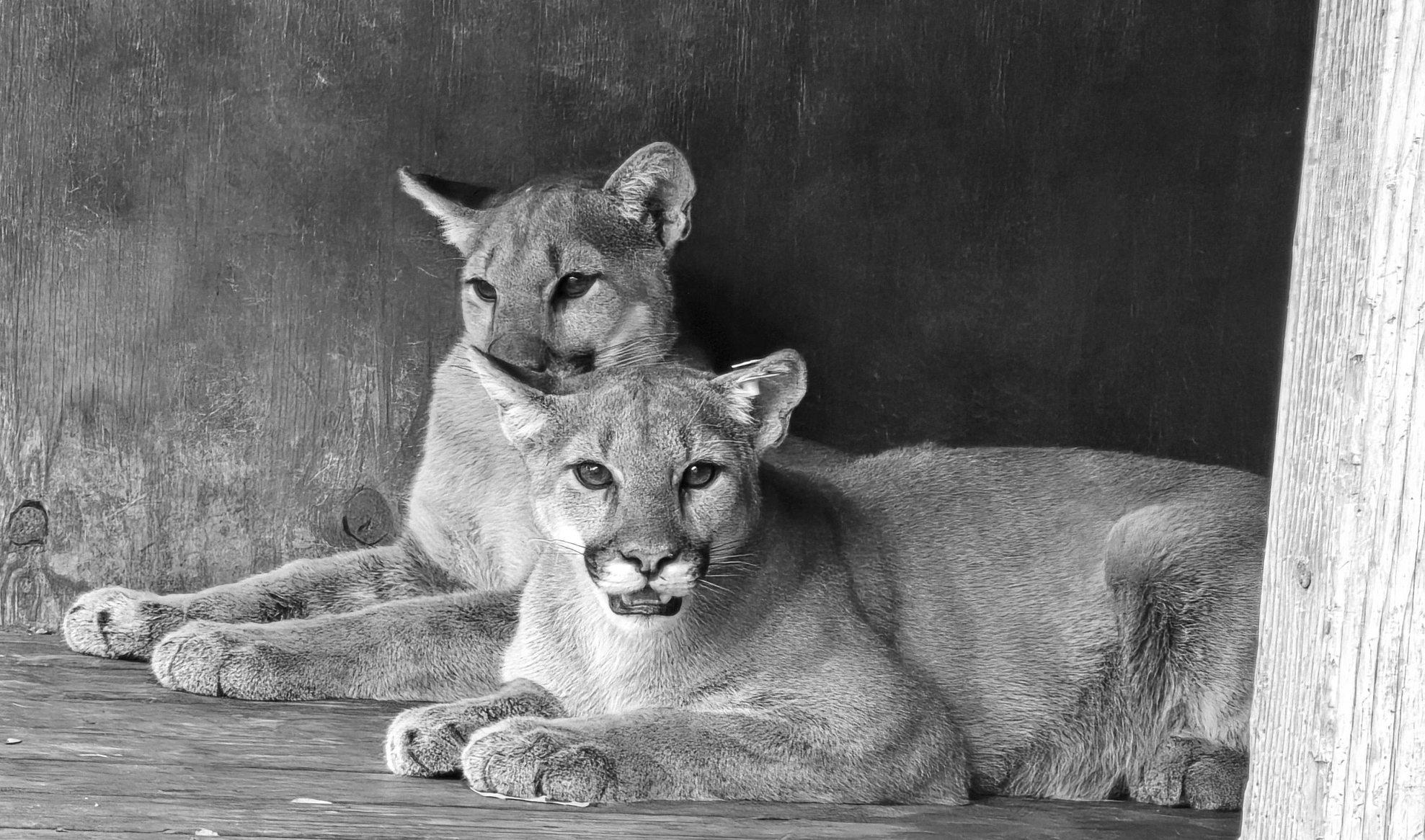 2 orphaned cubs are returned to the wild