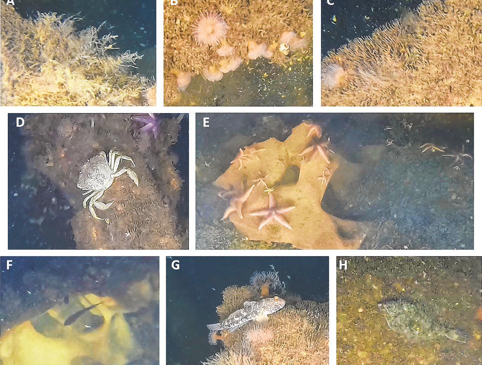 Scientists find marine life on WWII explosives