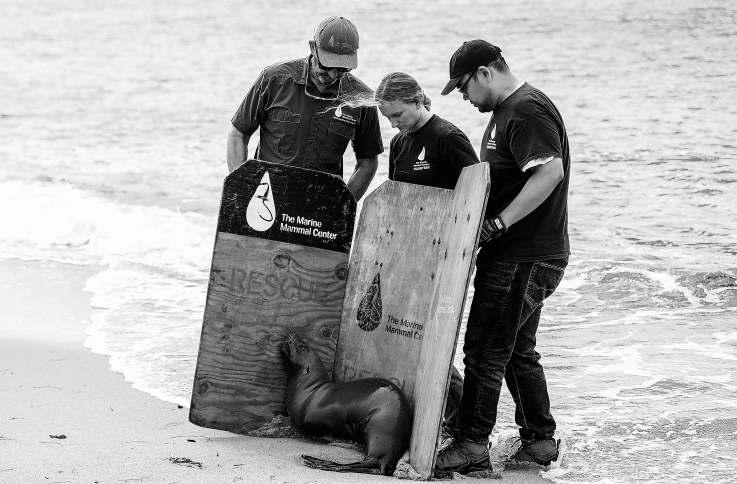 A year of dying for marine life