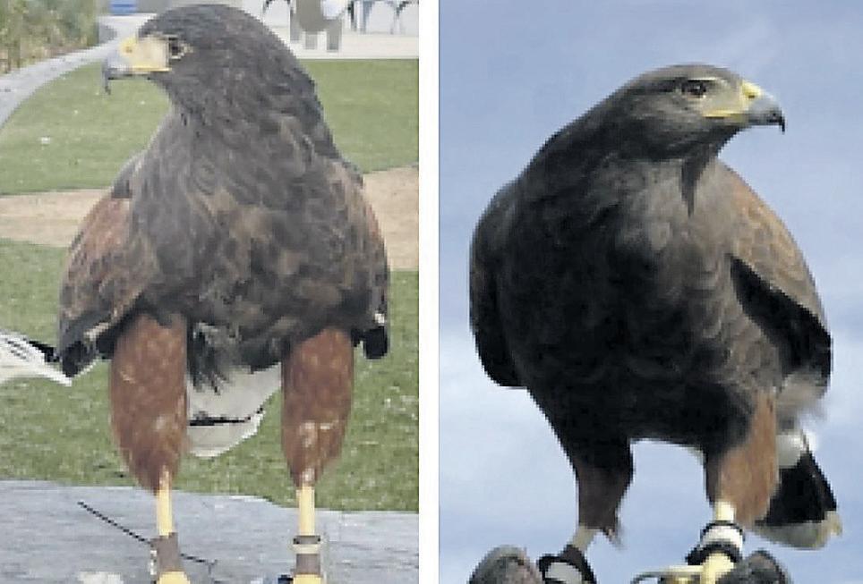 1 of 2 hawks stolen from SoFi Stadium during game found