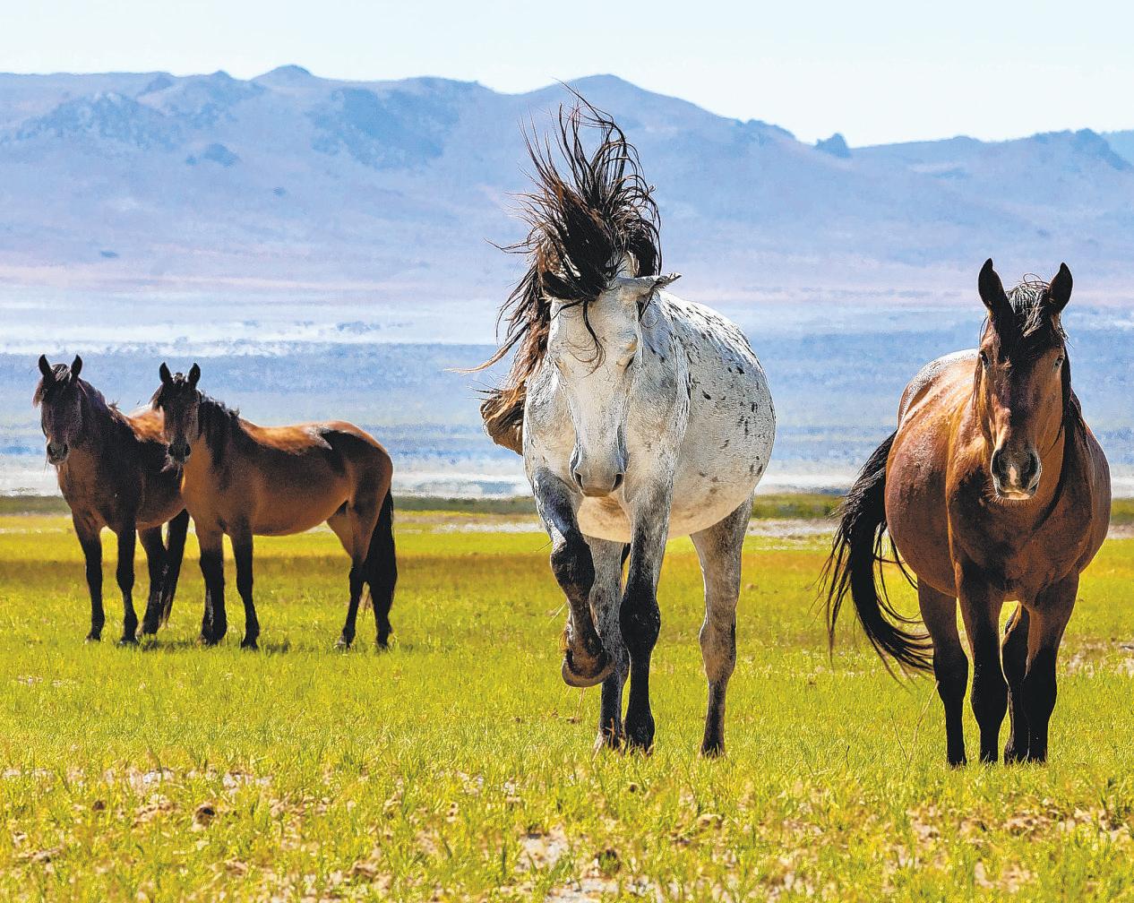 MONO LAKE'S EQUINE ISSUE