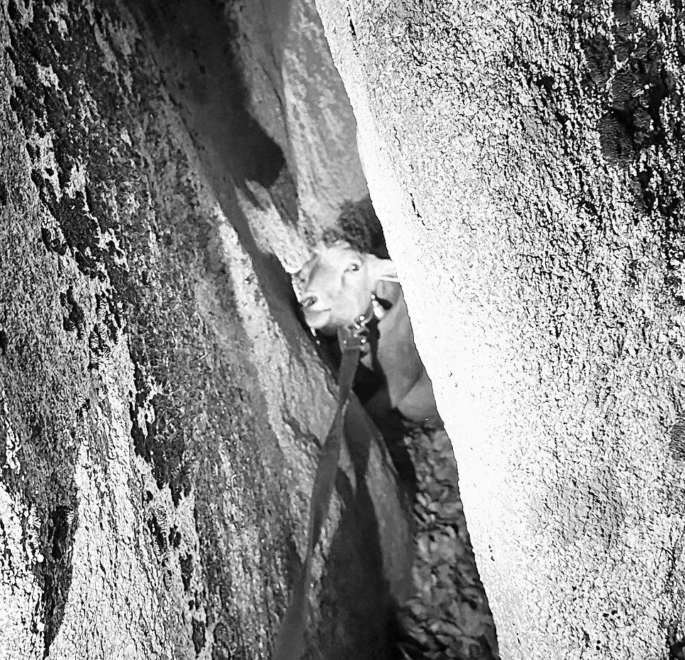 San Diego County fire crew rescues a goat caught in a baaaad situation