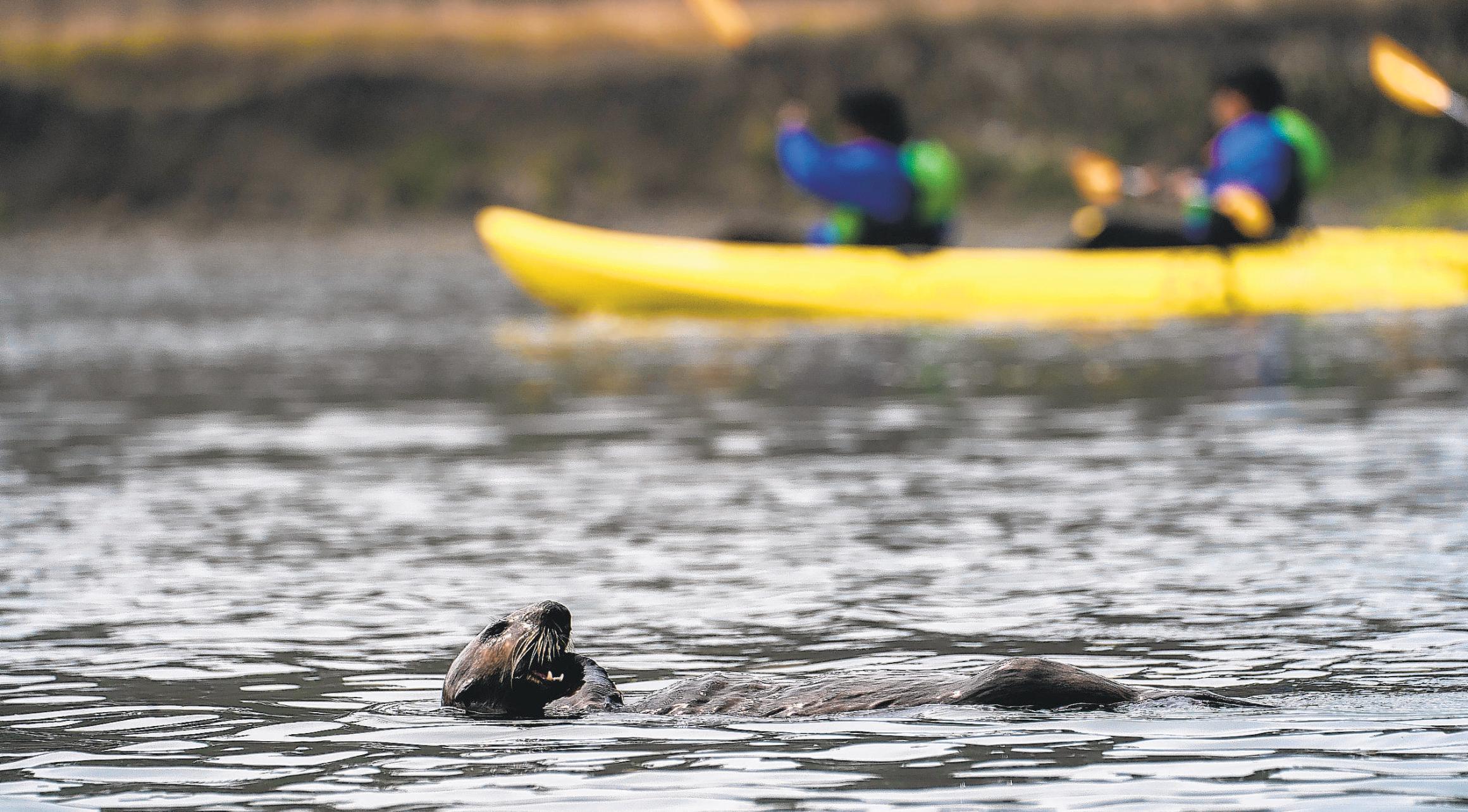 A private fund to help sea otters steps in