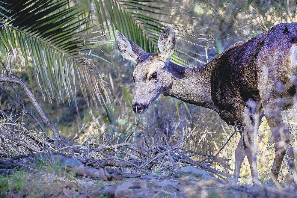 Conservation plan again targets Catalina's deer