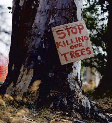 Altadena's canopy thins — and tempers flare