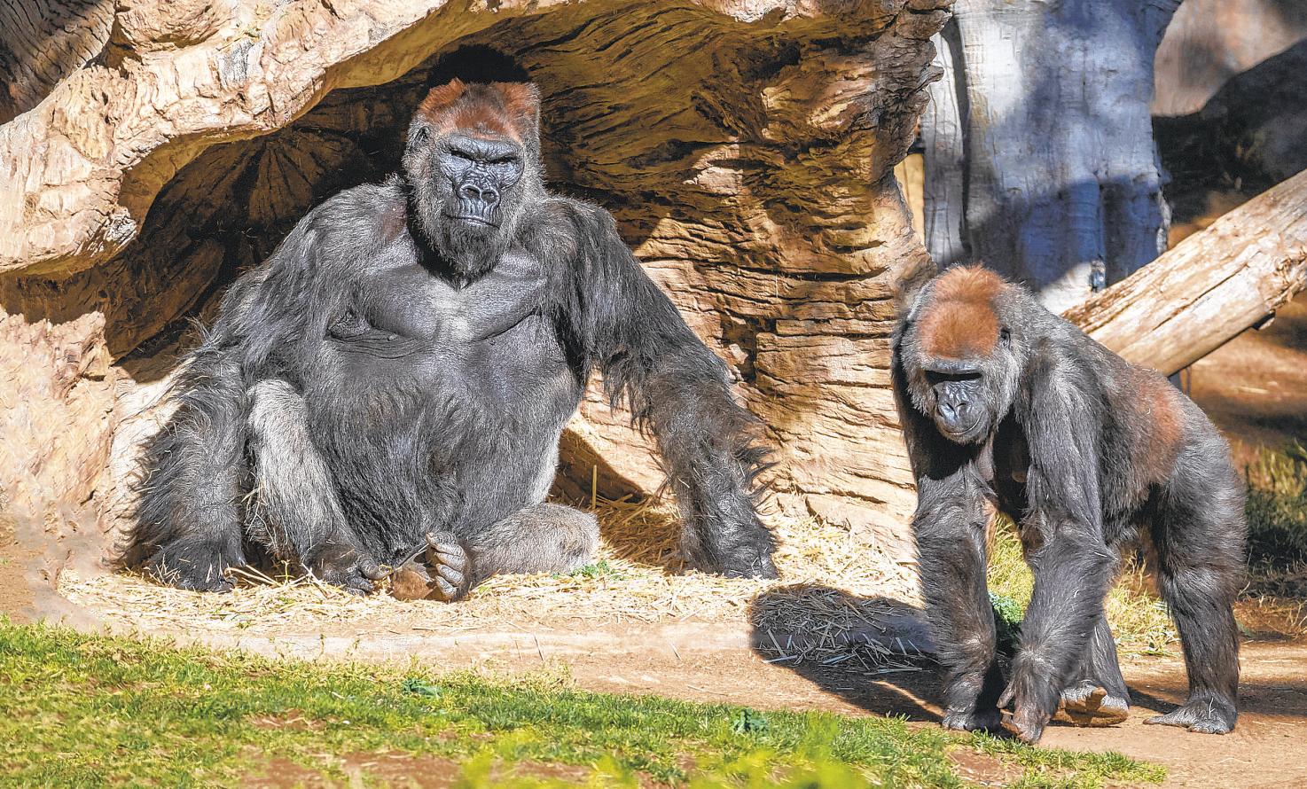 Charging gorilla breaks glass at San Diego Zoo