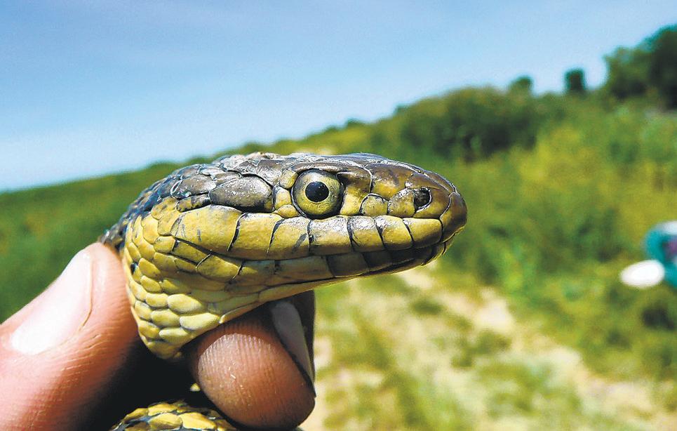 California names an official state snake