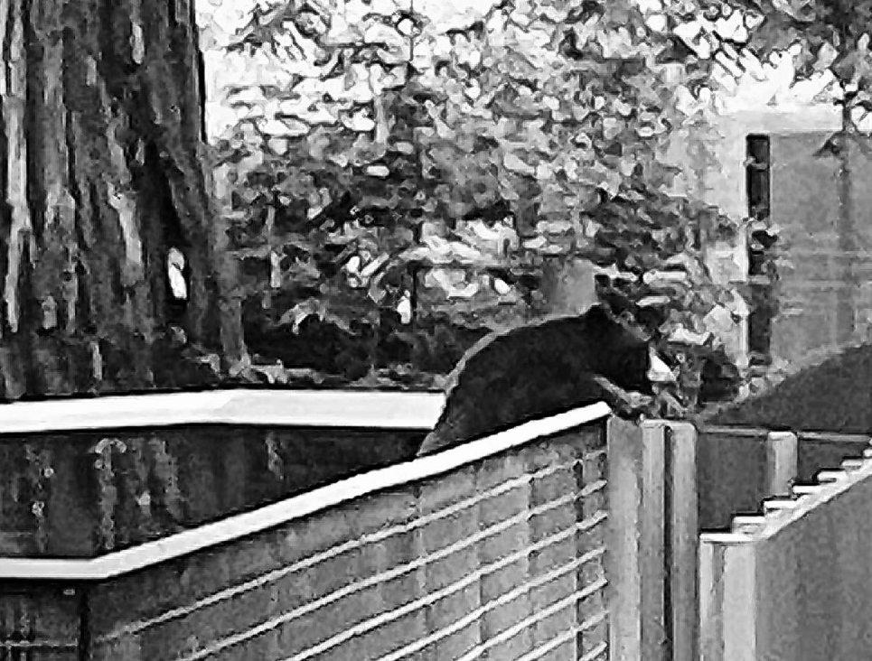 'Lonely' bear drops by California zoo, minds its manners, wins fans