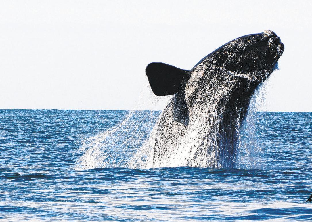 One of the planet's rarest whales seeing its population climb
