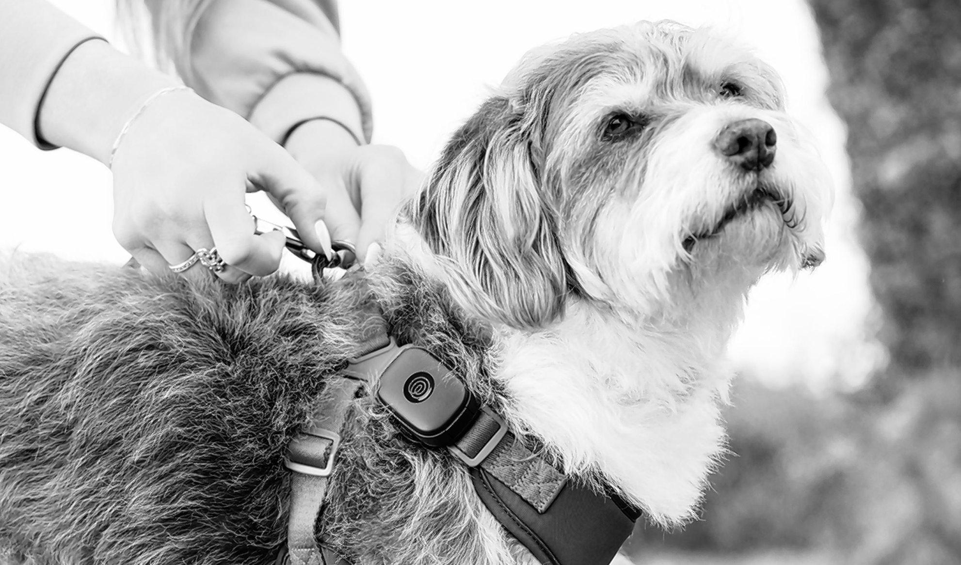 Life360 introduces a new wearable pet tracker