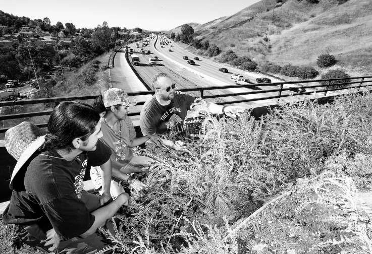 At wildlife crossing, flora comes before fauna