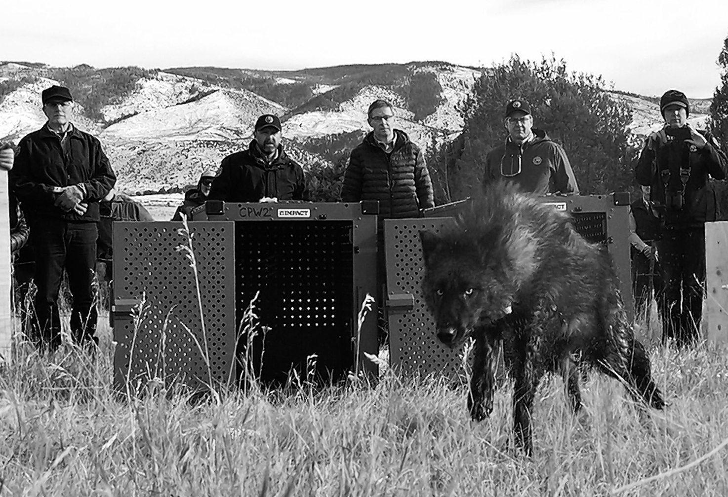 U.S. orders Colorado to stop importing Canadian wolves