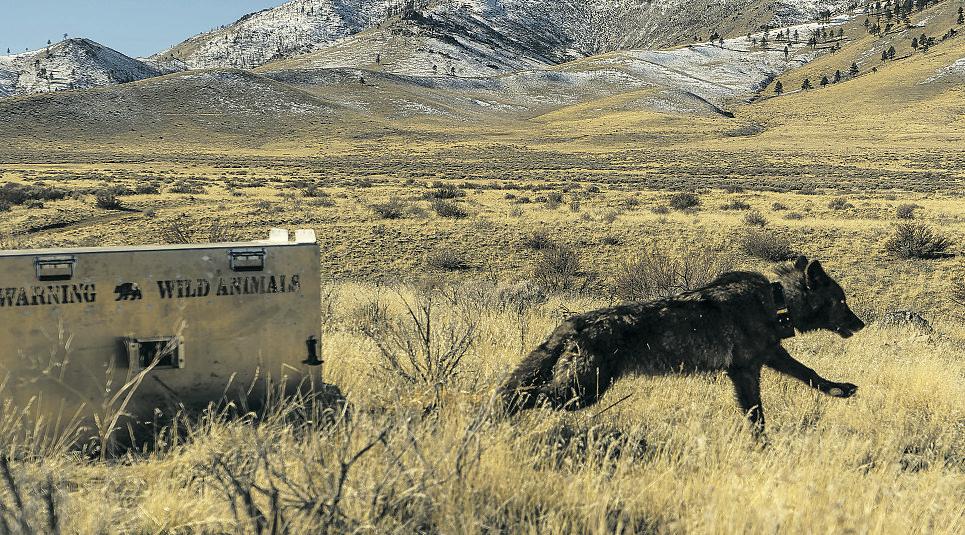 Authorities euthanize 4 wolves over cattle kills