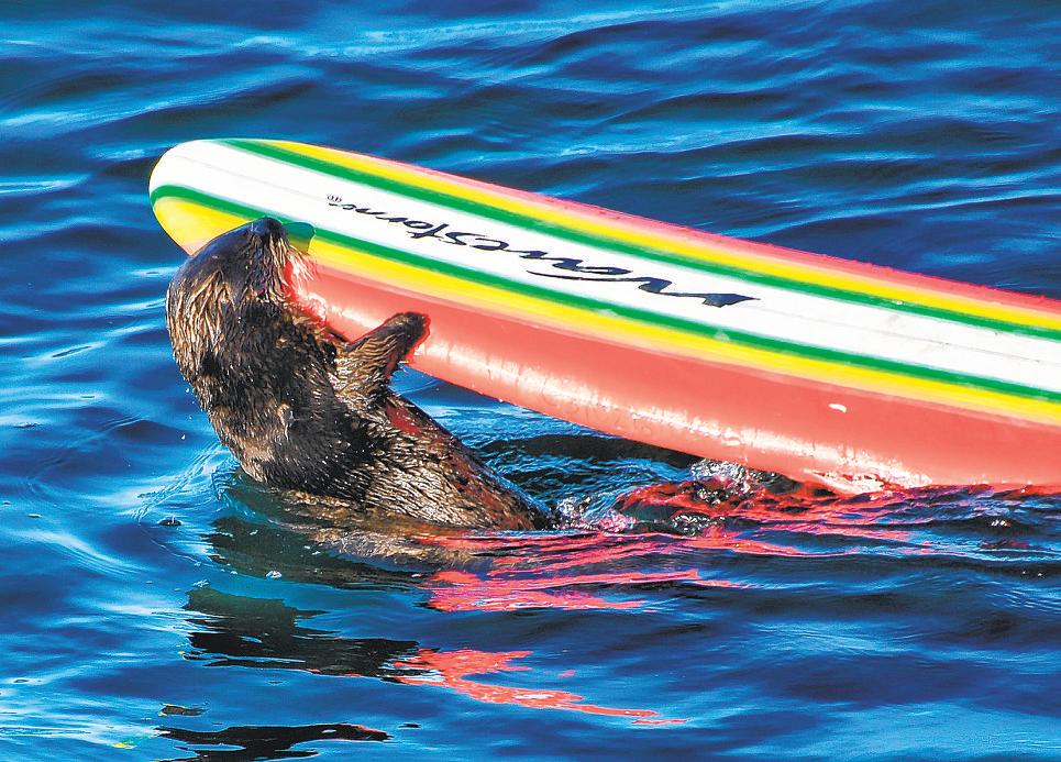 It's otter terror again, Santa Cruz