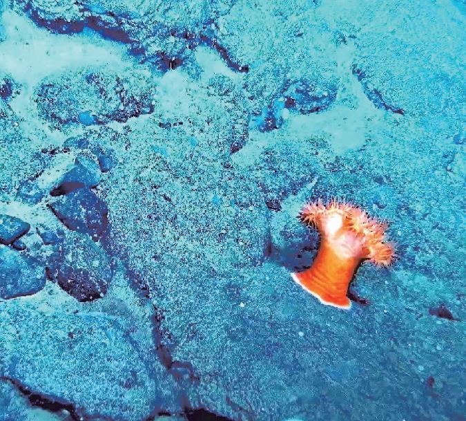 Al recognition, environmental DNA detection enhance findings in China's Arctic expedition