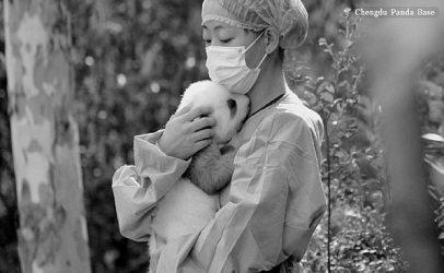 Rare glimpse into early panda care highlights conservation efforts in Chengdu