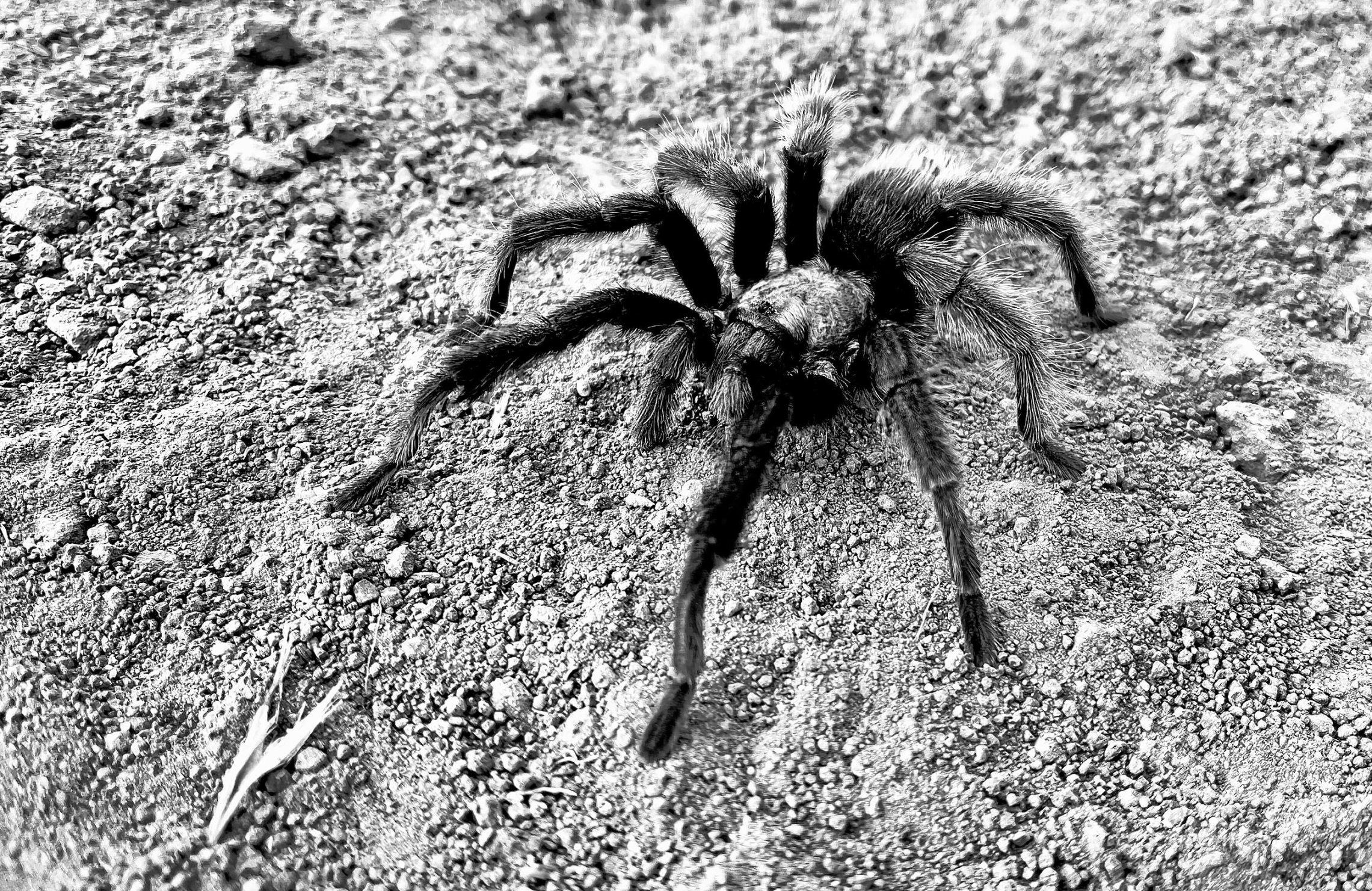 THE ARACHNID RENDEZVOUS