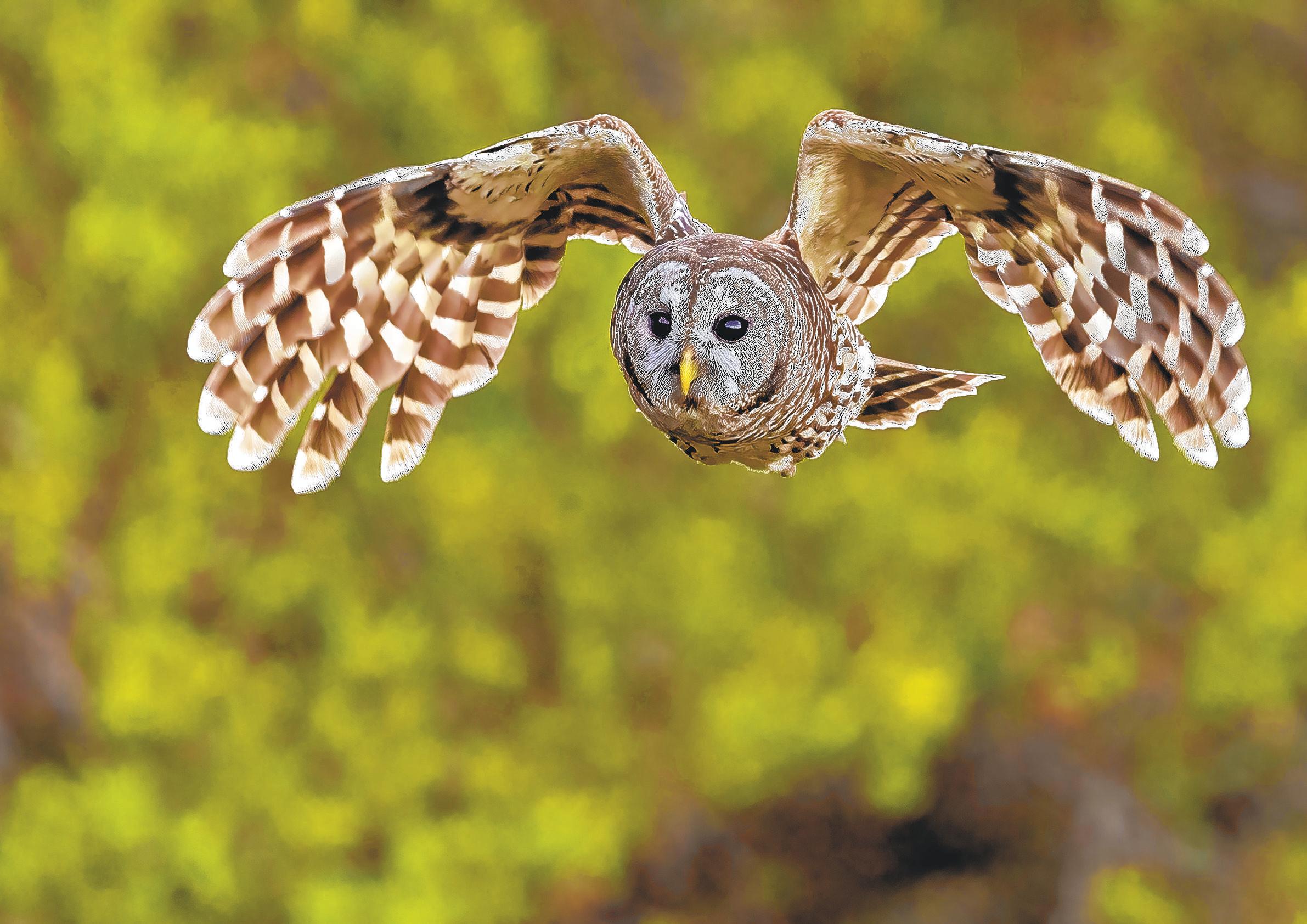 Plan to cull owls creates odd political bedfellows