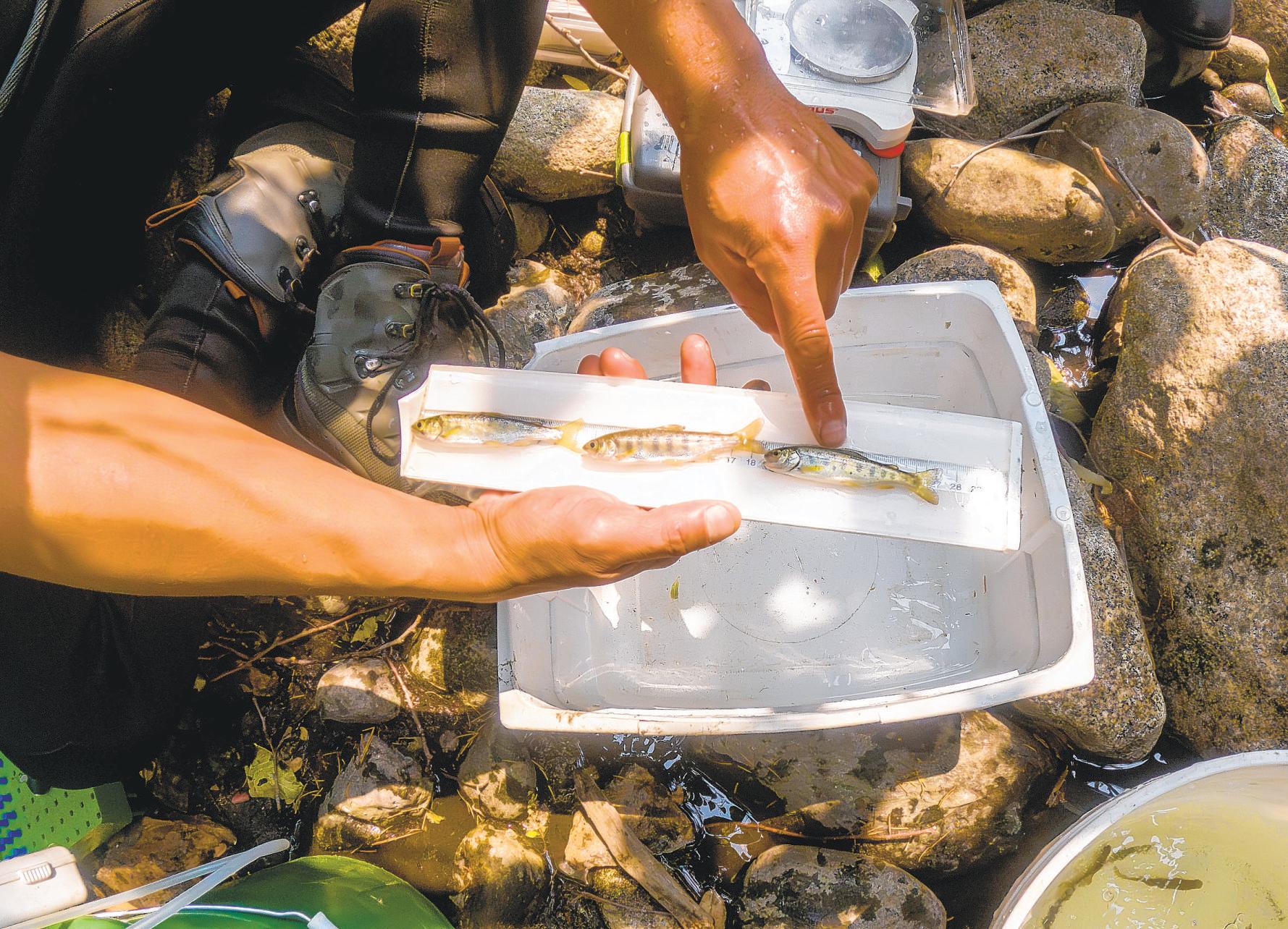 Salmon's comeback pits nature against the Trump regime
