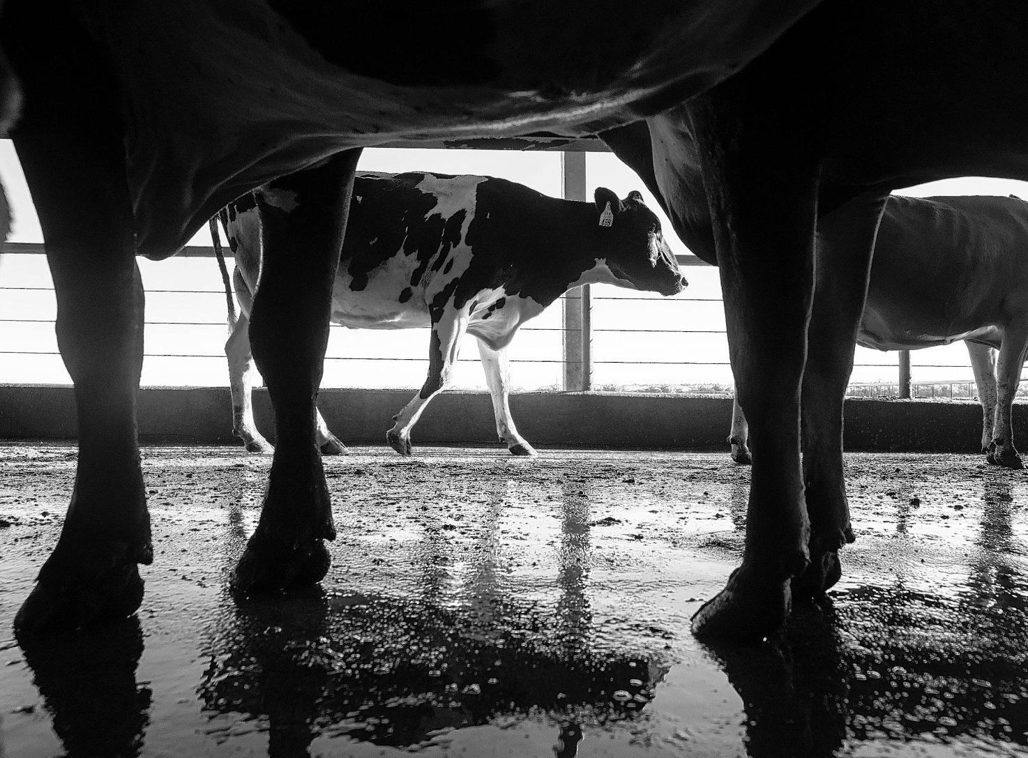 Suit calls for state to disclose bird flu locations